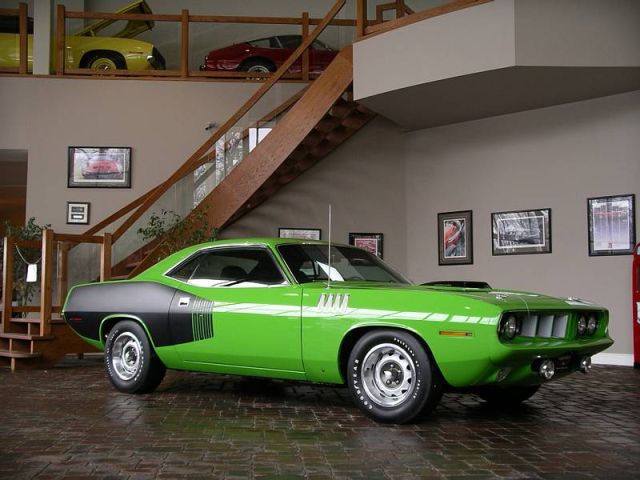 71hemicuda.jpg