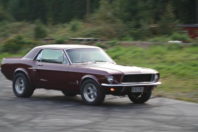mustangen brummer.jpg