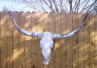 texas.jpg